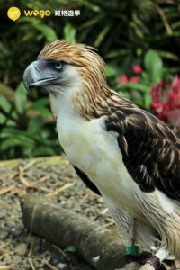 菲律賓動物生態 1