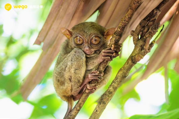 全世界最小的哺乳動物——眼鏡猴 (Tarsier)